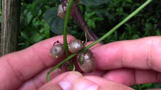 Chinese Yam a useful invasive plant [upl. by Elman]