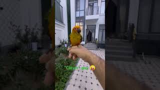 parrot papagei попугай parrots papağan parrotlover aratinga mypets amazing shorts birds [upl. by Daisey197]