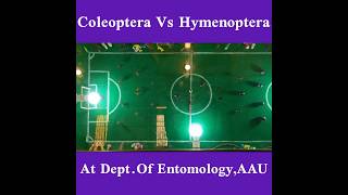 Coleoptera Vs Hymenoptera Dept of Entomology AAUfunny clip😅 [upl. by Reynold]