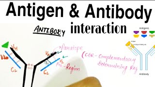 what is Antigen and Antibody interaction  Antigen and Antibody in hindi [upl. by Jac]