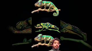 animals chameleon reptiles ameleon art lizard shortvideo shorts viralshorts [upl. by Luther]