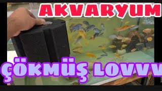 AKVARYUMDA SİSTEM ÇÖKMÜŞ LOVVV [upl. by Bores]