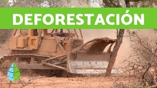 CAUSAS de la DEFORESTACIÓN y CONSECUENCIAS de la DEFORESTACIÓN [upl. by Tana]