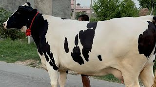 💎HEAVY MILKER COWS COMBO 💎 DIAMONDS FOR SALE  Chopra Dairy Farm 7009645902 trending cow punjab [upl. by Star821]