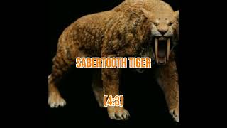 siberian tiger vs smilodon populator [upl. by Yeoj]