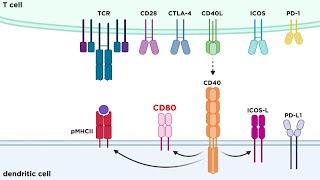 Types of Immune Cell Receptors [upl. by Kinney]