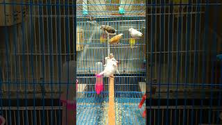 Finch birds baby🐣 short shorts shortvideo youtubeshorts trendingshorts birds finchbirds pets [upl. by Zsuedat689]