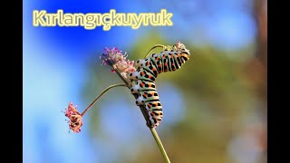 Kırlangıçkuyruk  Swallowtail  Papilio machaon caterpillar [upl. by Imeaj]