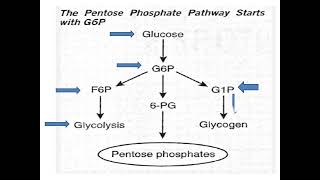 Pentose Phosphate Pathway elhamabdelhalim8755 DrElham Omer [upl. by Axela]