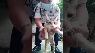 sinabihan ko na ngang cute ayaw pa tumingin sa camera  cute cat shorts [upl. by Dunlavy852]