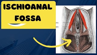 Ischioanal fossa  Anatomy location and contents of the ischioanal fossa [upl. by Farica]