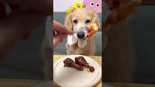 At first glance its a dry food dog Dogs eat better than me series Little greedy dog Homemade dog [upl. by Ajim94]