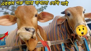 Big cow unloading cow videos cow videos Qurbani Eid collection 2024 Ep161 [upl. by Pompei]