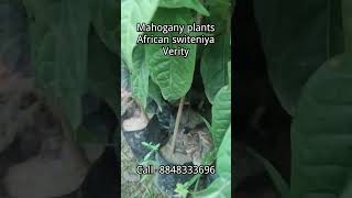 Mahogany plants are available interested buyer call8848333696 I supply all over India african [upl. by Maisie]