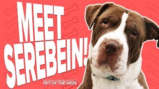 Pet Rescue of the Week Serebein [upl. by Haleak]