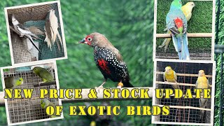 New Stock Update And Price update of exotic birds  Exotic birds Of Radha Krishna Aviary [upl. by Ky]