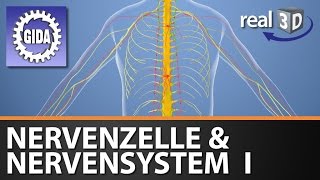 Trailer  Nervenzelle amp Nervensystem I  Biologie  3D Software [upl. by Ros]