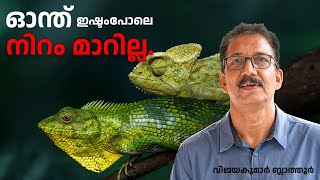 ഓന്ത് ഇഷ്ടം പോലെ നിറം മാറില്ല CHAMELEONS AND CALOTES cannot change their color at will nature [upl. by Farman]