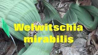 The Plant Traveller Welwitschia mirabilis Namib Desert [upl. by Yesak414]