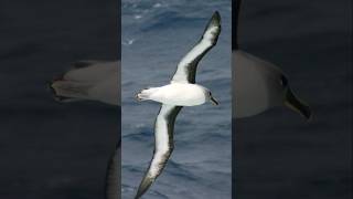 Gray headed albatross  animals faster than cars [upl. by Lareneg]