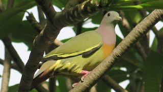 Wild PINKNECKED GREEN PIGEON Singapore [upl. by Sloan]