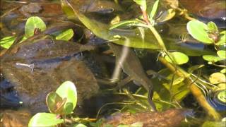 Palmate newt Lissotriton helveticus [upl. by Anovahs]