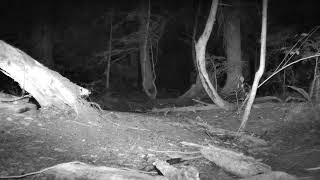 Meidase Trail Camera  Bobcat prowling pass my trail camera [upl. by Katti895]