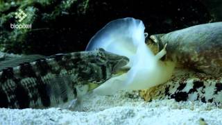 Geographus cone shell net feeding on sleeping fish [upl. by Florinda]