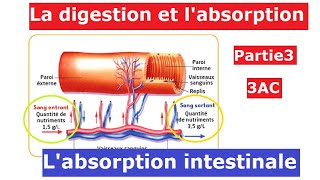 La digestion et labsorption Partie3  3AC  الهضم و الامتصاص [upl. by Ynaitirb]