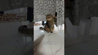 Paws Up🐾 When Do I Get My Tasty Canned Food🥺  Chef Cat Daily Life tiktok shorts [upl. by Stoller511]