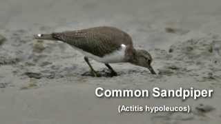 Sandpiper  Common Sandpiper Bird Call and Pictures for Teaching BIRDSONG [upl. by Irved]