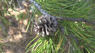 Pinus contorta Pinaceae lodgepole pine [upl. by Toole999]