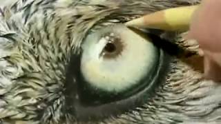 Painting a Day Demonstration  Wolf Eye by Roberta quotRobyquot Baer PSA [upl. by Hildagarde]