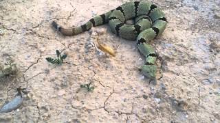 My Banded Rock Rattlesnake  Crotalus lepidus klauberi [upl. by Nho]