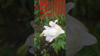 Лилии октября new flowers lilygarden garden lily сад lillyplant nature лилии лилия [upl. by Aihcropal655]