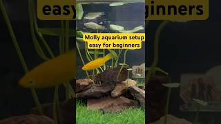 Molly fish breeding setup mollyfish mollyfishbreeding fishes aquarium fishbreeding [upl. by Blinnie]