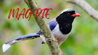 Sounds Magpie  Different Types of Magpies [upl. by Nolyarb]