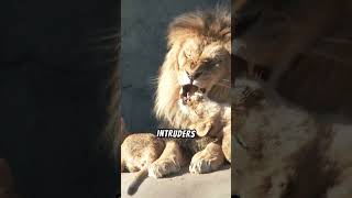 Why do lions roar wildanimals wildlife lions [upl. by Aholla]