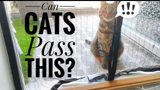 Can Cats Get Through a Magnetic Screen Door⁉️ [upl. by Ydissak]