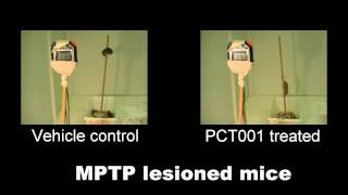 PCT001 treatment of Parkinsonism in micepole test [upl. by Atekehs348]