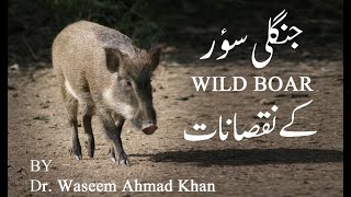 Wild Boar جنگلی سور کے نقصانات [upl. by Mariande484]