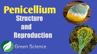 Penicillium General features and Reproduction [upl. by Adnirim]