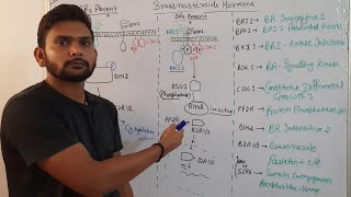 Brassinosteroids signalling pathwayPhytohormoneCSIR NET in Hindi [upl. by Adnilemreh]