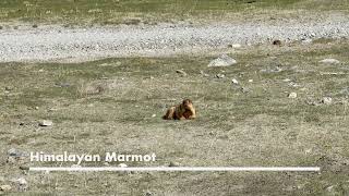 Himalayan Marmot [upl. by Asilad]