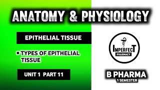 Epithelial Tissue  Tissue Level Of Organization  Human Anatomy And Physiology  HAP  B Pharma [upl. by Thalassa]