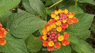 Lantana Camara [upl. by Analise]