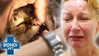 Vet Desperate Fights To Save Cat Poisoned After Ingesting Painkillers💔  Bondi Vet Clips  Bondi Vet [upl. by Trust]