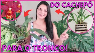 COMO REPLANTAR ORQUÍDEA DO CACHEPÔ NO TRONQUINHO ☝️🌸 [upl. by Meredith264]