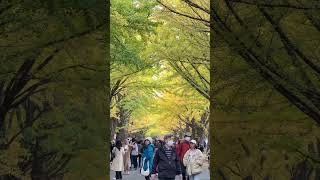 Hokkaido University Ginkgo Avenue hokkaido [upl. by Bud]