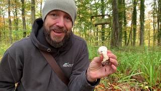 Foraging For Mushrooms The Common Puffball [upl. by Ulises]